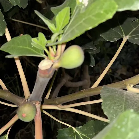 Chousa Casa de Férias