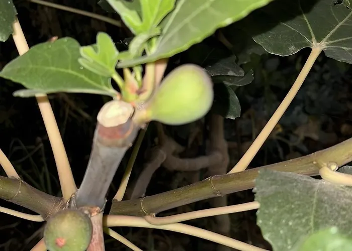 Chousa Сasa de vacaciones