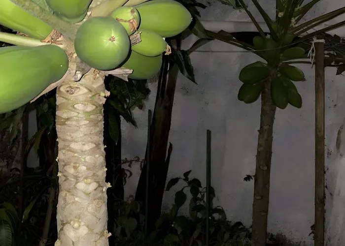 Chousa Сasa de vacaciones El Sauzal