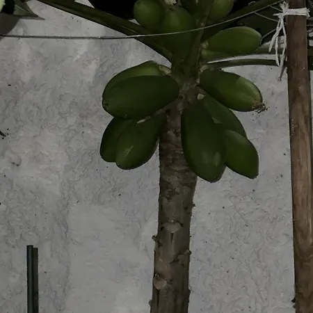 Chousa Vakantiehuis *